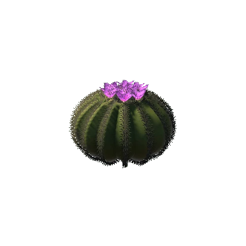 Ball Cactus 04